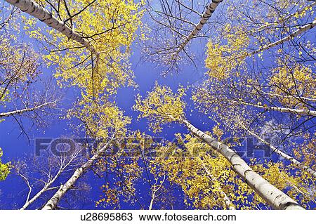 Stock Image - Birch Trees Against Sky in Autumn. Fotosearch
