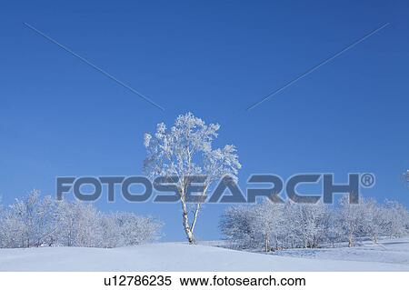 Stock Photography - Birch Trees Covered in Frost. Fotosearch
