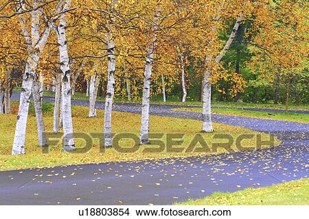 Birch Trees in Park in Autumn View Large Photo Image Picture - Birch Trees in Park in Autumn. Fotosearch