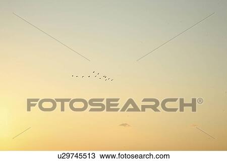 Stock Image - Birds Flying in Sunset Sky. Fotosearch