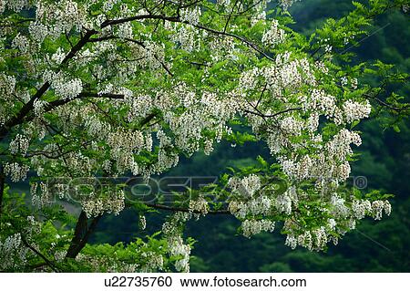 Black Locust Blossoming View Large Photo Image Stock Image - Black Locust Blossoming. Fotosearch