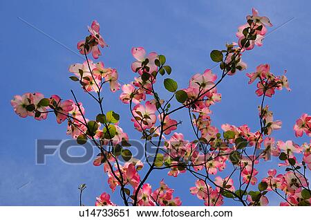 Blooming Dogwood View Large Photo Image Stock Image - Blooming Dogwood. Fotosearch