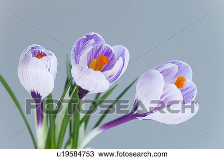 Blue Crocus Flowers View Large Photo Image Stock Image - Blue Crocus Flowers. Fotosearch