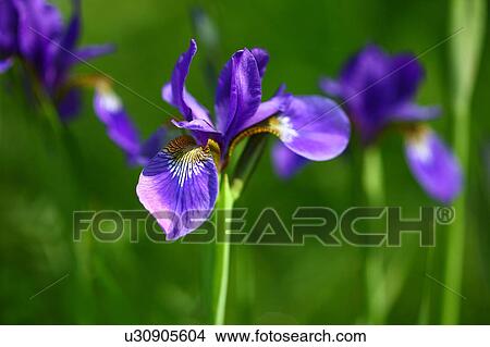 Picture - Blue Flag Flowers. Fotosearch