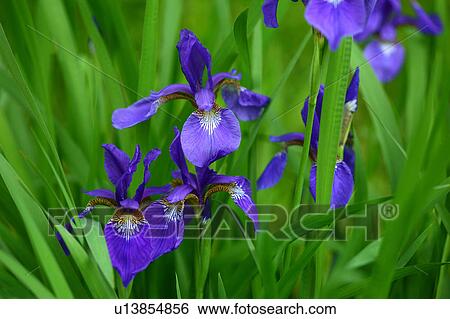 Blue Flag Flowers View Large Photo Image Stock Photograph - Blue Flag Flowers. Fotosearch