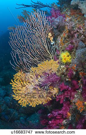 Blue Sea Fan (Acalycigorgia inermis) View Large Photo Image Stock Photo - Blue Sea Fan (Acalycigorgia inermis). Fotosearch