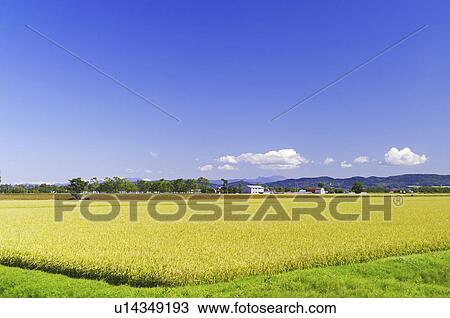 Blue Sky Over Paddy Field View Large Photo Image Stock Image - Blue Sky Over Paddy Field. Fotosearch