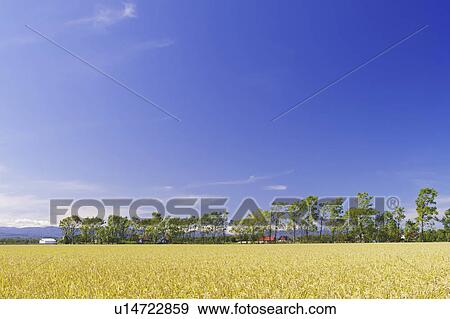 Stock Photo - Blue Sky Over Paddy Field. Fotosearch