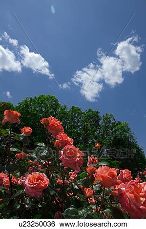 Blue Sky Over Red Roses View Large Photo Image Stock Photograph - Blue Sky Over Red Roses. Fotosearch
