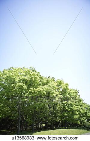 Stock Image - Blue Sky Over Trees. Fotosearch