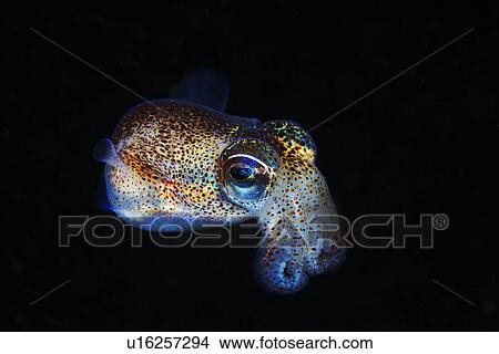 Bobtail Squid View Large Photo Image Picture - Bobtail Squid. Fotosearch