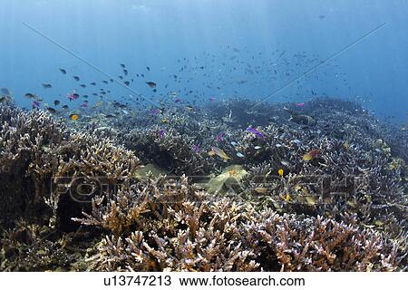 Stock Image - Branching Coral. Fotosearch