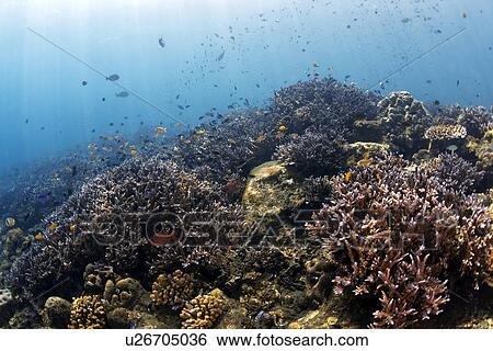 Branching Coral View Large Photo Image Stock Photograph - Branching Coral. Fotosearch