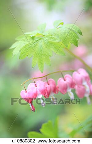 Stock Image - Breeding heart. Fotosearch