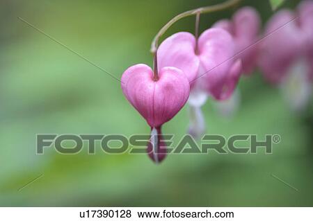 Stock Photo - Breeding heart. Fotosearch