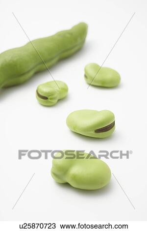 Stock Image - Broad Beans. Fotosearch