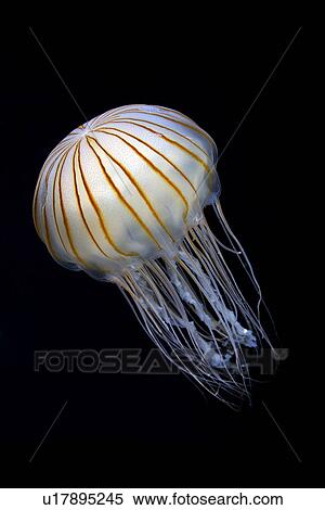 Brown Jellyfish View Large Photo Image Stock Photography - Brown Jellyfish. Fotosearch