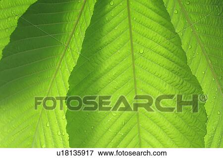 Buckeye Leaves View Large Photo Image Stock Photo - Buckeye Leaves. Fotosearch
