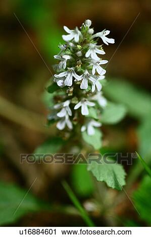 Stock Image - Bugleweed Flowers. Fotosearch