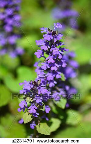 Stock Image - Bugleweed Purple Flowers. Fotosearch