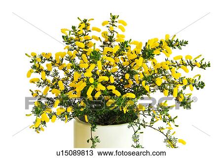 Bunch of Yellow Acacia Flowers View Large Photo Image Stock Image - Bunch of Yellow Acacia Flowers. Fotosearch
