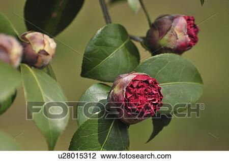 Camellia Buds View Large Photo Image Stock Image - Camellia Buds. Fotosearch