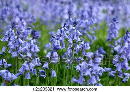 Campanula Flowers View Large Photo Image Stock Image - Campanula Flowers. Fotosearch