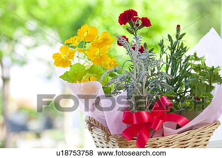 Carnation and Nasturtium Flowers View Large Photo Image Stock Photo - Carnation and Nasturtium Flowers. Fotosearch