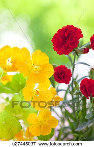 Stock Photo - Carnation and Nasturtium Flowers. Fotosearch