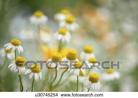 Picture - Chamomile Flowers. Fotosearch