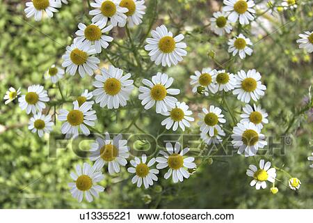 Chamomile Flowers View Large Photo Image Stock Image - Chamomile Flowers. Fotosearch