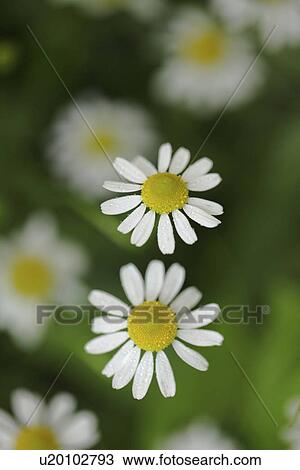 Stock Image - Chamomile Flowers. Fotosearch