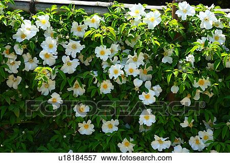 Cherokee Roses View Large Photo Image Stock Photo - Cherokee Roses. Fotosearch