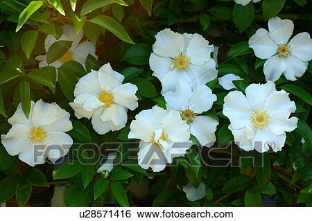 Stock Photograph - Cherokee Roses. Fotosearch