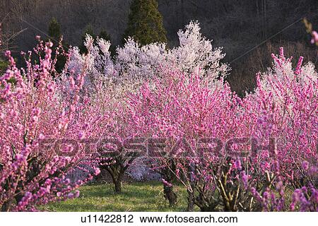 Stock Image - Cherry and Peach Blossom Trees. Fotosearch