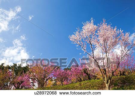 Stock Photo - Cherry and Peach Blossom Trees. Fotosearch