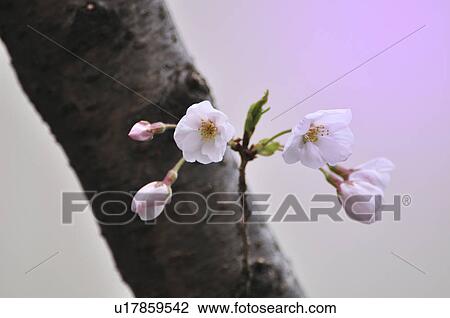 Stock Image - Cherry Bloossom Tree. Fotosearch