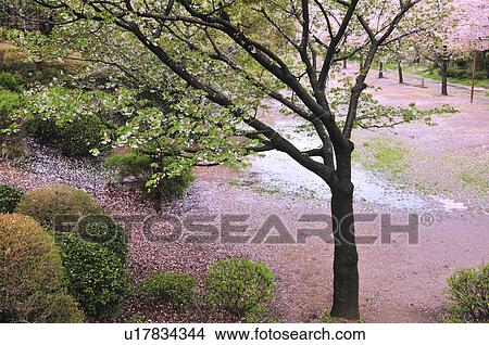 Picture - Cherry Blossom Petals in Park. Fotosearch