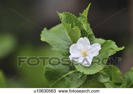 Stock Image - Cherry Blossom. Fotosearch