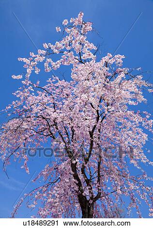 Cherry Blossom Tree Against Blue Sky View Large Photo Image Stock Image - Cherry Blossom Tree Against Blue Sky. Fotosearch