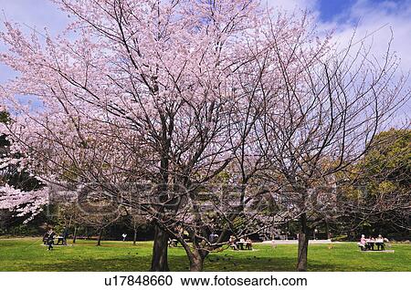 Stock Image - Cherry Blossom Tree in Kiyosumi Garden. Fotosearch