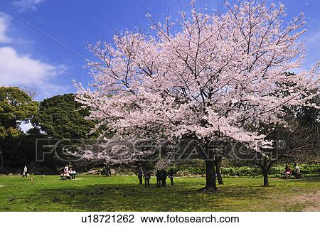 Stock Image - Cherry Blossom Tree in Kiyosumi Garden. Fotosearch