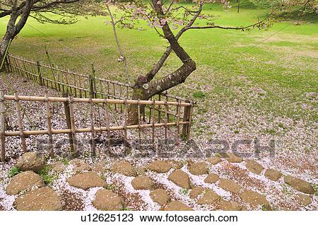 Stock Image - Cherry Blossom Tree in Park. Fotosearch