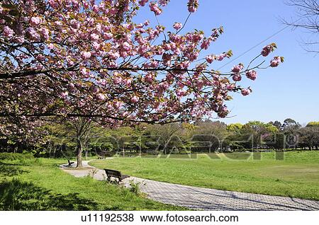 Stock Photo - Cherry Blossom Tree in Yumenoshima Park. Fotosearch