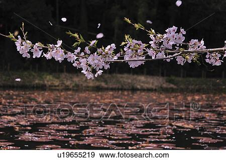 Cherry Blossom Tree Over Pond View Large Photo Image Stock Photo - Cherry Blossom Tree Over Pond. Fotosearch