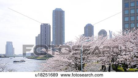 Stock Photo - Cherry Blossom Trees and Skyscrapers. Fotosearch