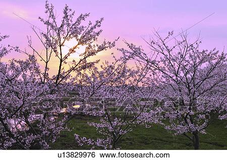 Cherry Blossom Trees at Dusk View Large Photo Image Stock Photograph - Cherry Blossom Trees at Dusk. Fotosearch