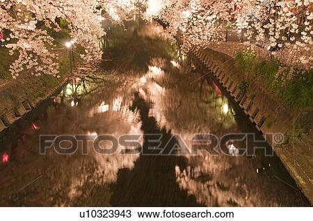Stock Image - Cherry Blossom Trees at Gogo River. Fotosearch