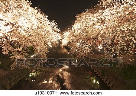 Stock Image - Cherry Blossom Trees at Gogo River. Fotosearch