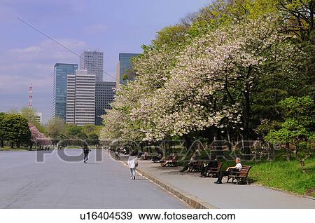 Cherry Blossom Trees at Imperial Palace Plaza View Large Photo Image Stock Photo - Cherry Blossom Trees at Imperial Palace Plaza. Fotosearch
